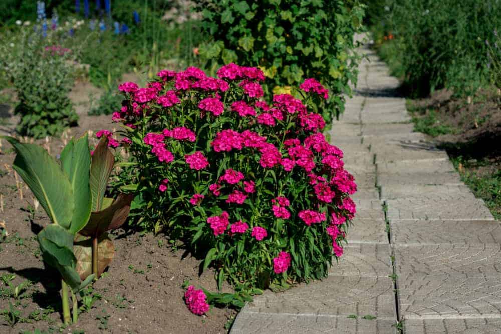 The Facts About Dianthus