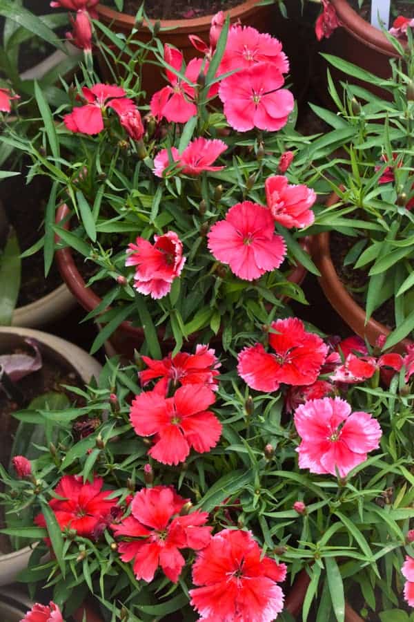 The Most Popular Types of Dianthus 1