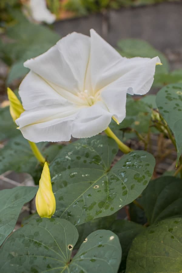 Toxicity of Moonflower