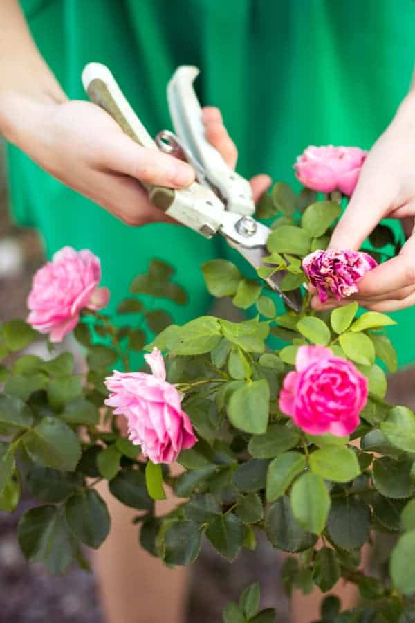 When to Prune Your Shrub