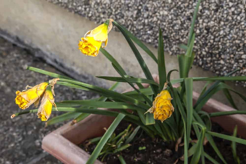 Why Daffodil Goes Blind