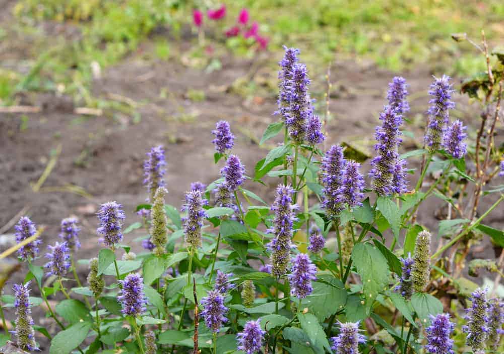 How to Plant Anise Hyssop? (Complete Growing & Care Tips)