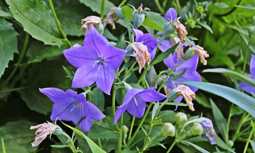 How to Plant Balloon Flower? (Complete Growing & Care Tips)