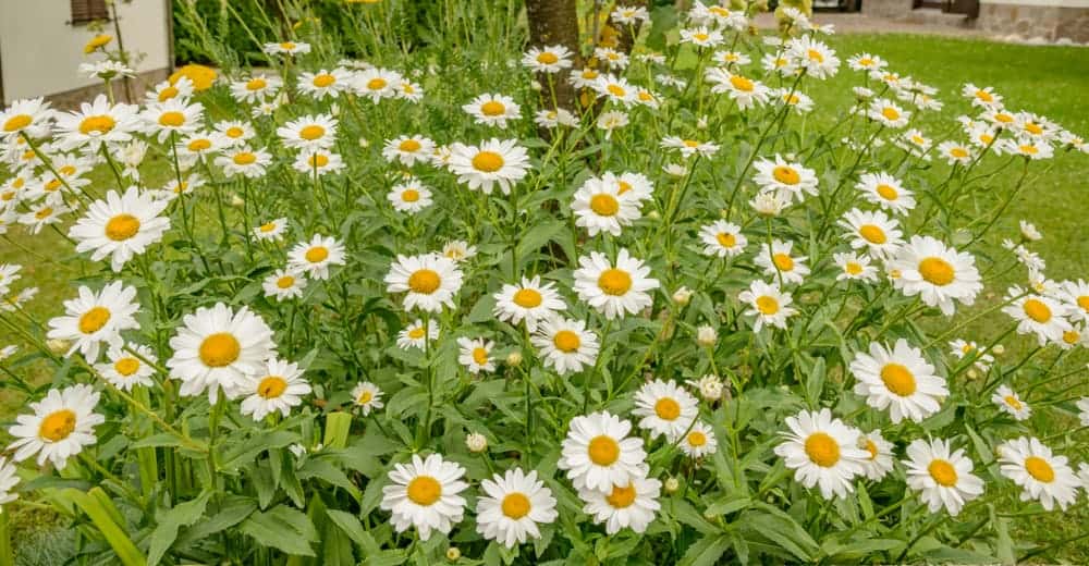 How to Plant Chamomile? (Complete Growing & Care Tips)