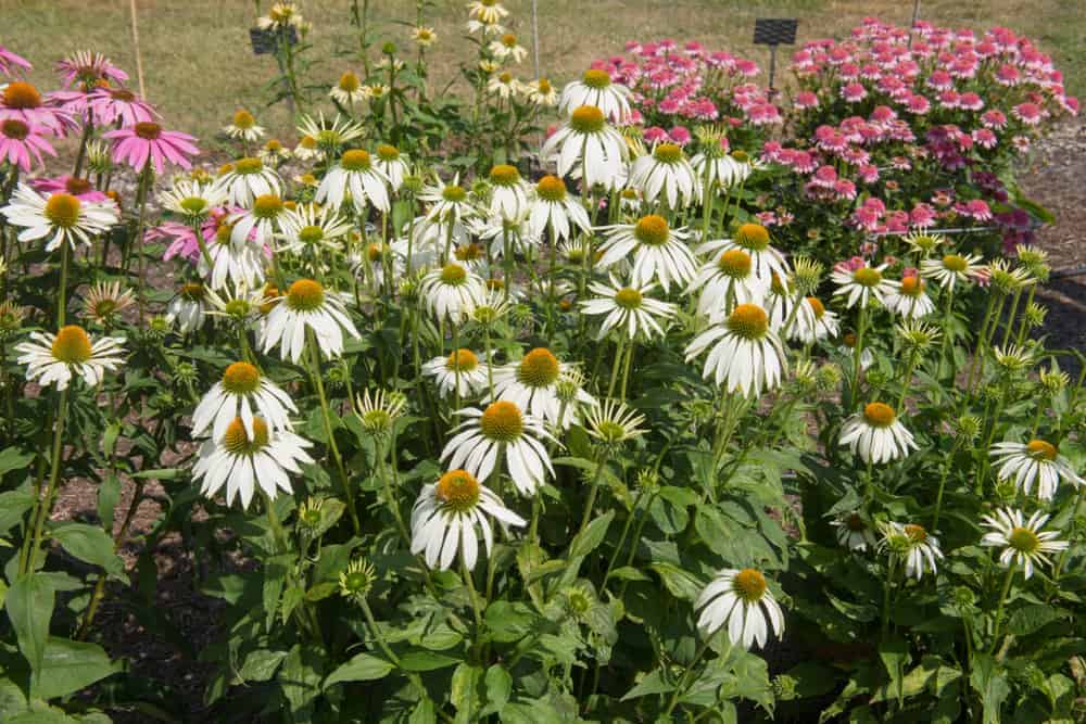 How to Plant Coneflower? (Complete Growing & Care Tips)