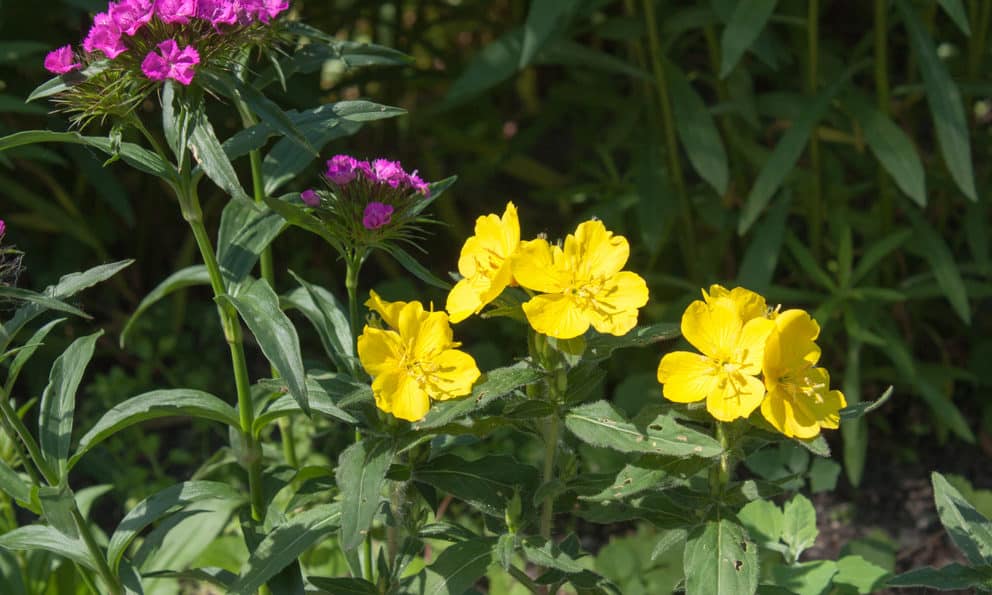 How to Plant Evening Primrose? (Complete Growing & Care Tips)