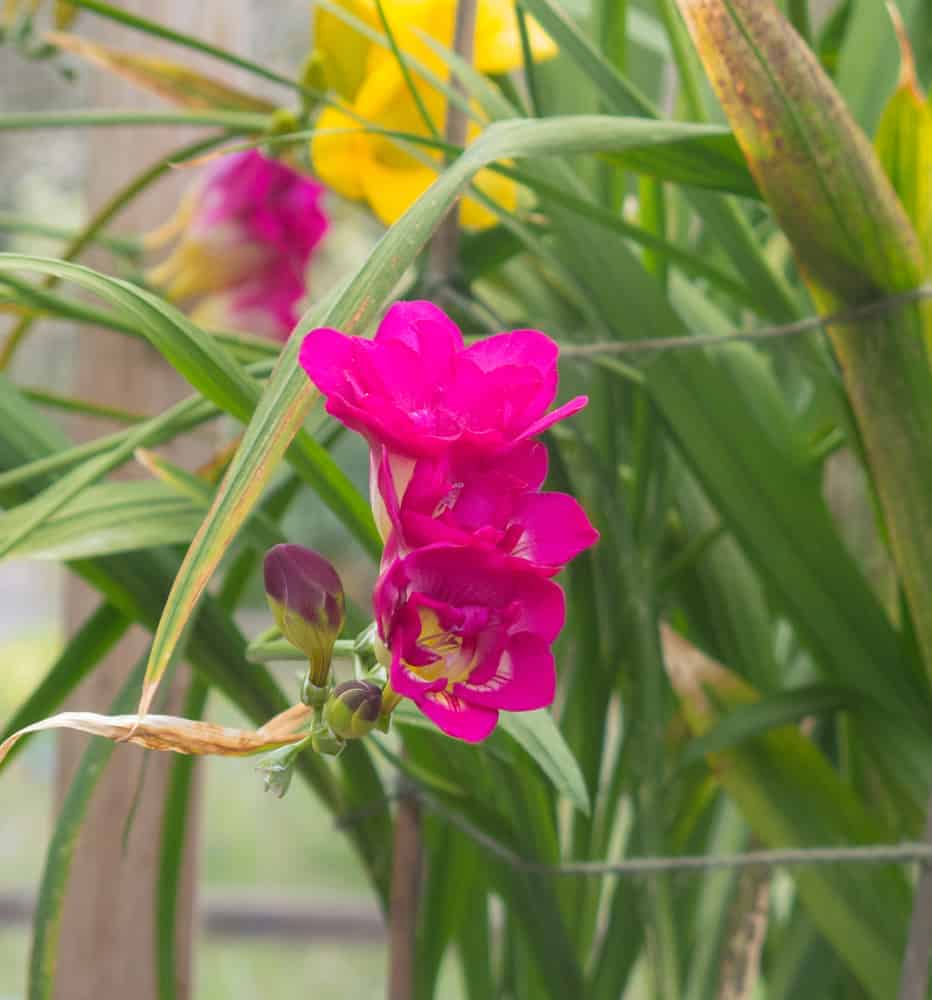 Freesia Flower