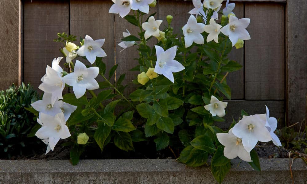 How to Plant Balloon Flower