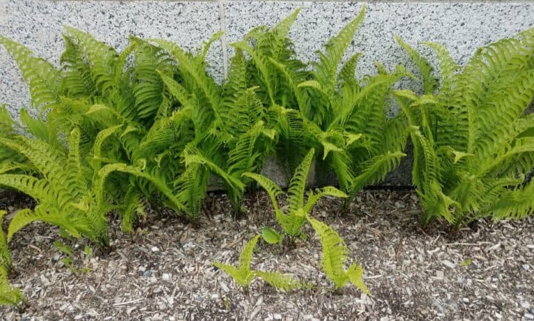 How to Plant Ferns? (Complete Growing & Care Tips)