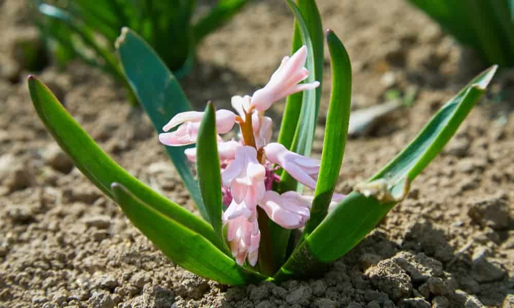 How to Plant Hyacinth Flower? (Complete Growing & Care Tips)