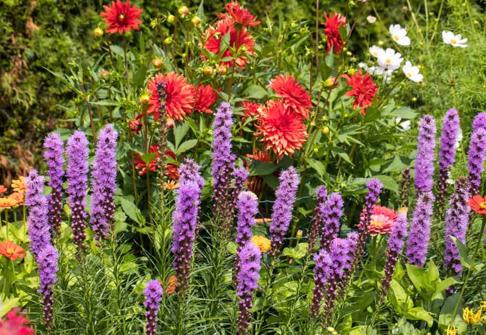 How to Plant Liatris? (Complete Growing & Care Tips)