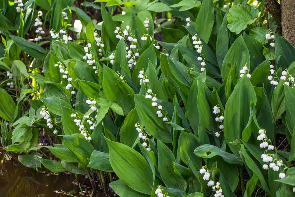 How to Plant Lily of the Valley Flower? (Complete Growing & Care Tips)
