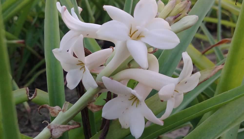 How to Plant Tuberose Flower? (Complete Growing & Care Tips)