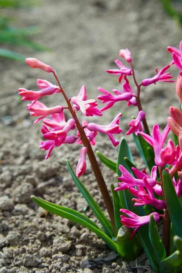 care Hyacinth Flower