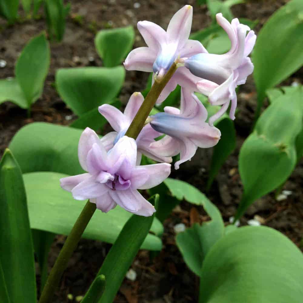 grow Hyacinth Flower