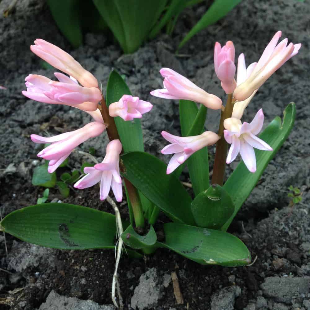 plant Hyacinth Flower