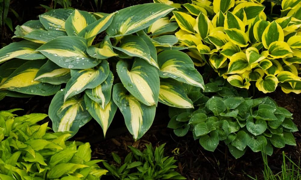 13 Types of Hostas – Hosta Varieties You May Want to Know