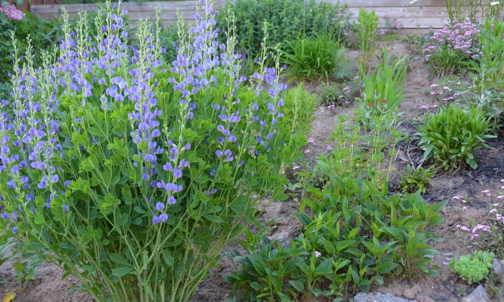 21 Best Purple Perennial Flowers for Your Garden