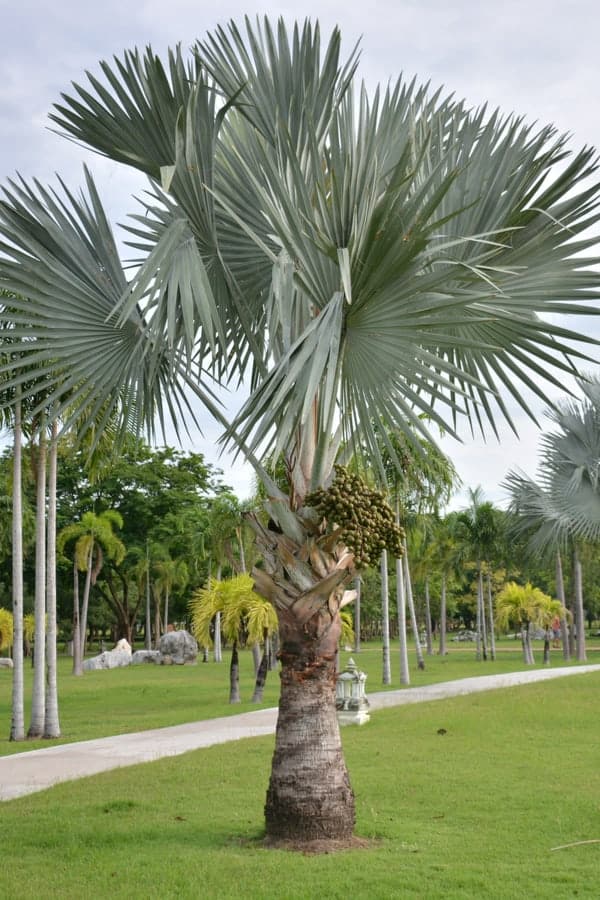 Bismarck Palm Tree (Bismarckia nobilis)
