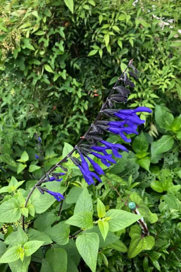 Black and Blue Salvia (Salvia guaranitica)
