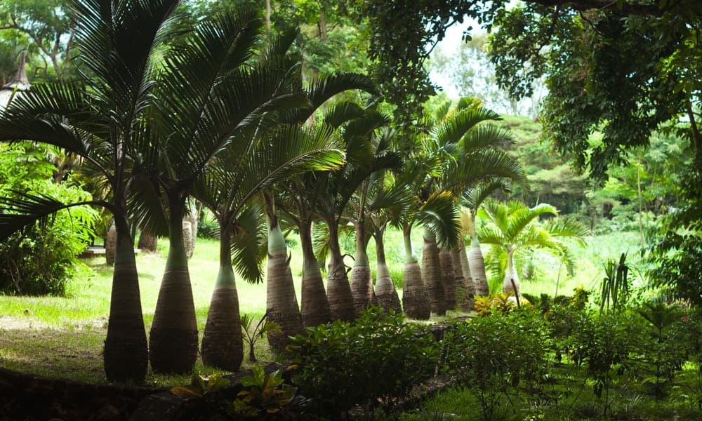 Bottle Palm Tree (Hyophorbe lagenicaulis)