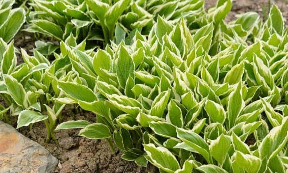 Hosta hyacinthine