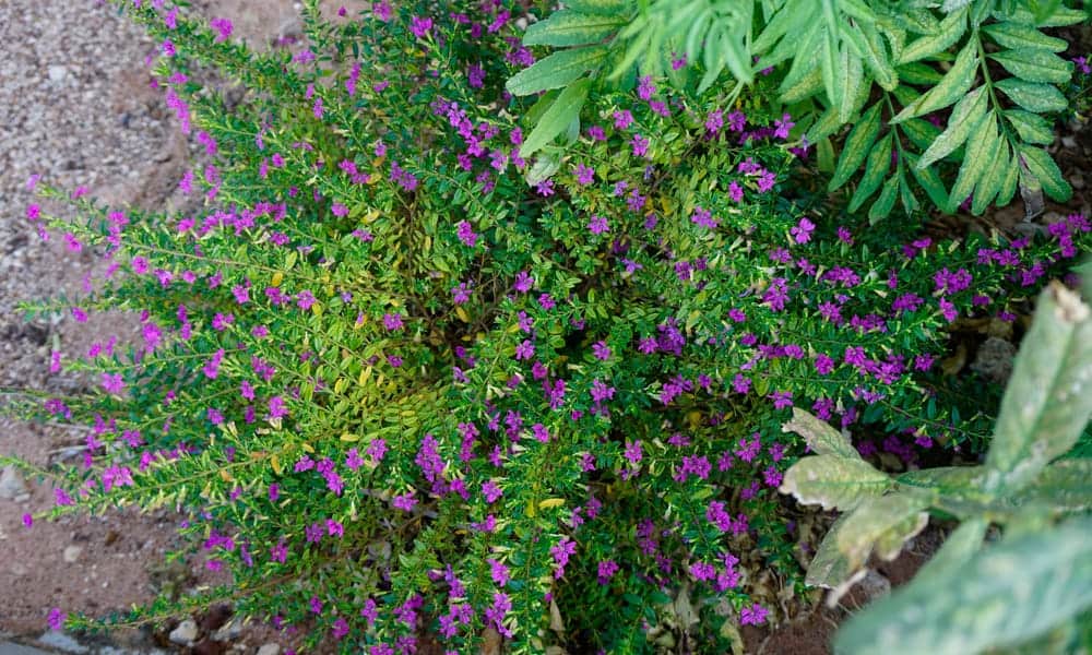 Mexican Heather (Cuphea hyssopifolia)