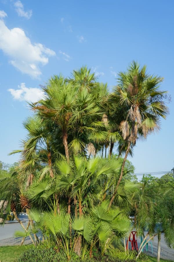 Paurotis Palm (Acoelorrhaphe wrightii)
