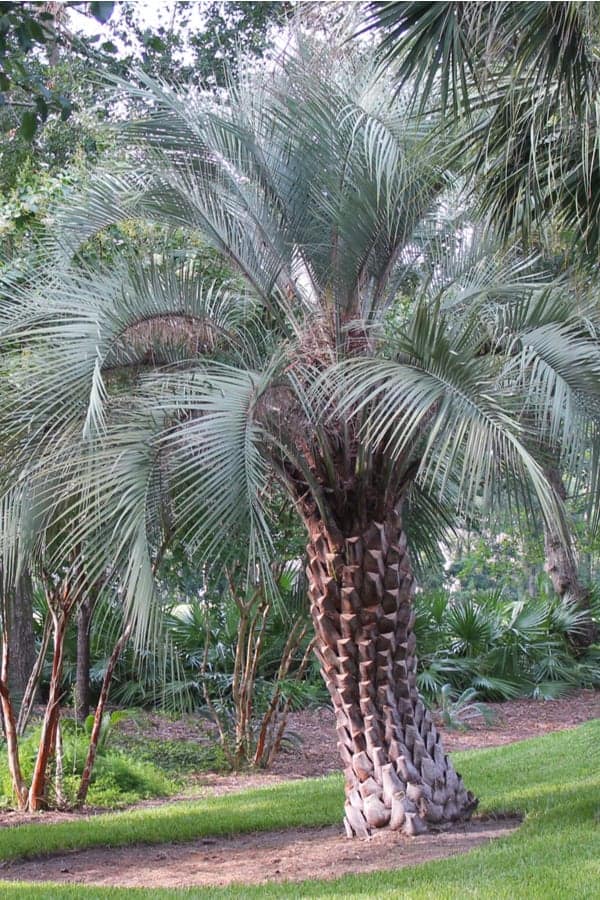 Pindo Palm (Butia capitata)