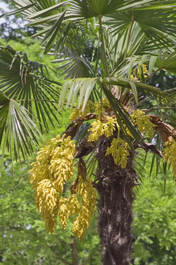 Windmill Palm (Trachycarpus fortunei)