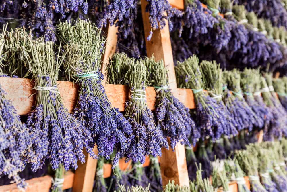 Dry Your Lavender