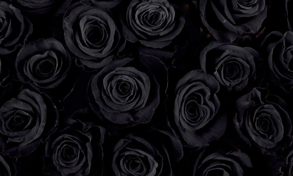 11 Most Beautiful Black Flowers Plants for Your Garden (with Pictures)