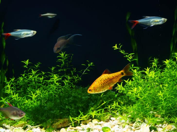 12 Best Carpeting Plants for an Aquarium (with Pictures)