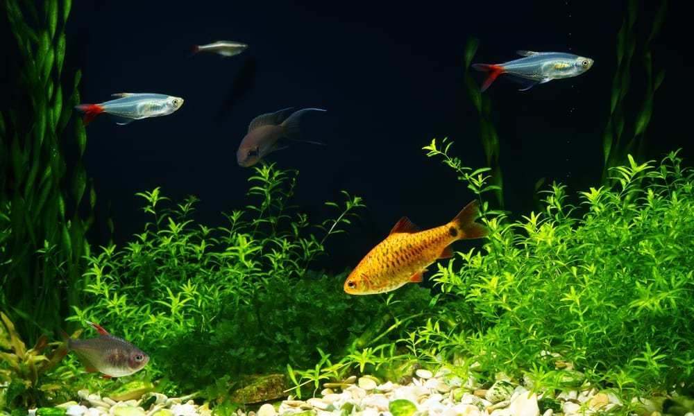 12 Best Carpeting Plants for an Aquarium (with Pictures)