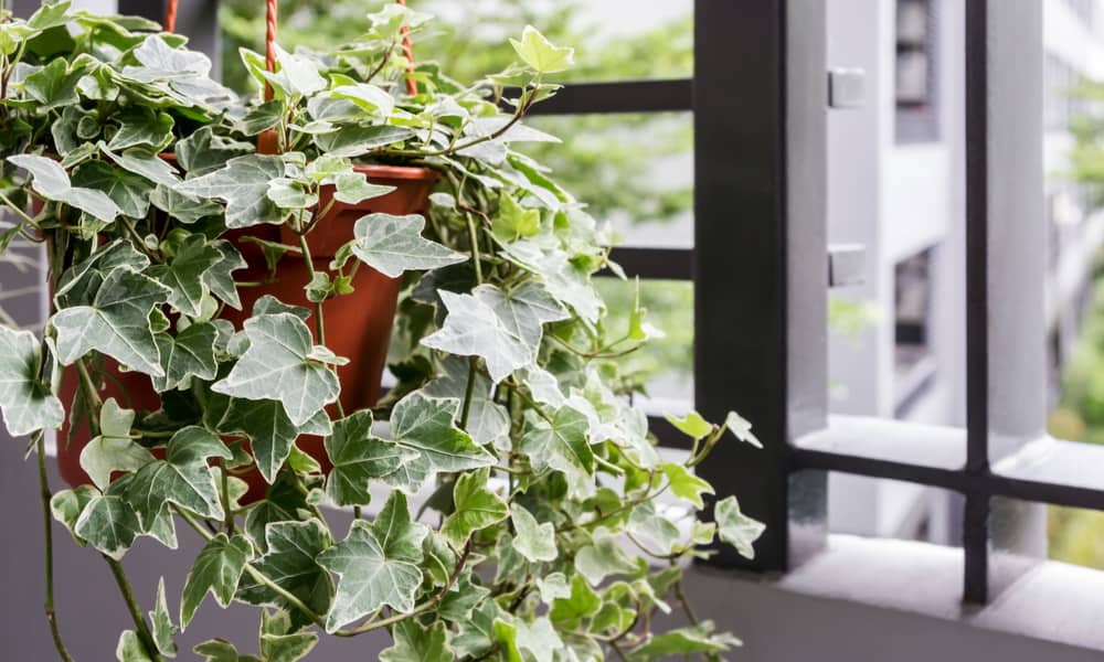 12 Most Beautiful Types of Ivy Plants (with Pictures)