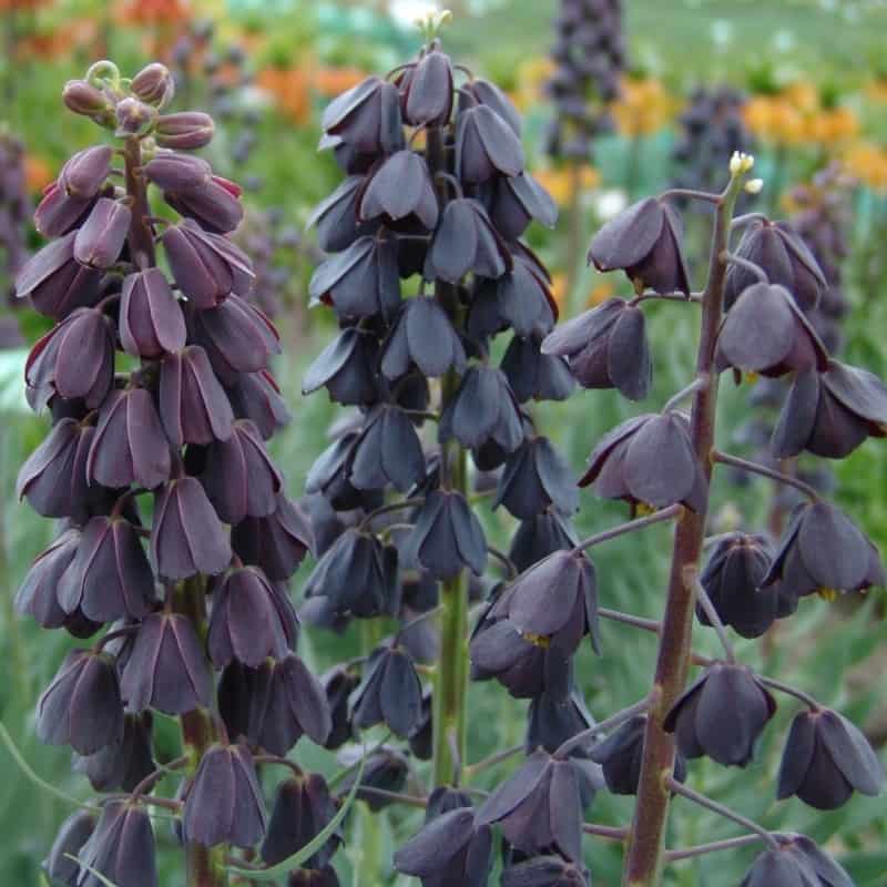 Black Persian Lily
