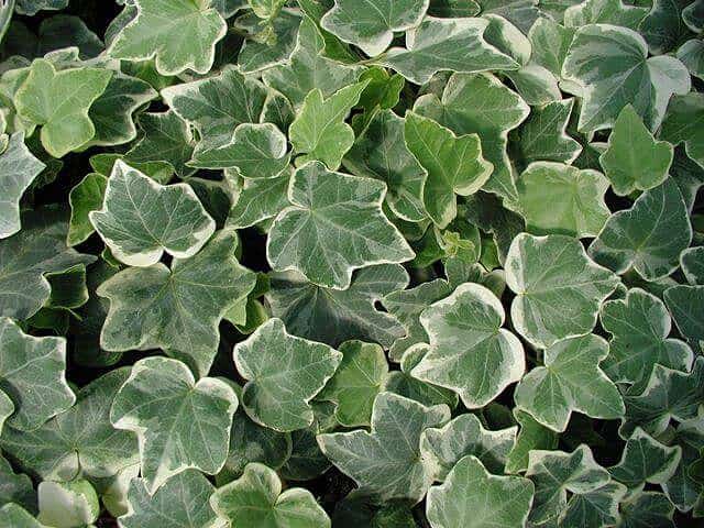 Hedera helix “Anne-Marie”