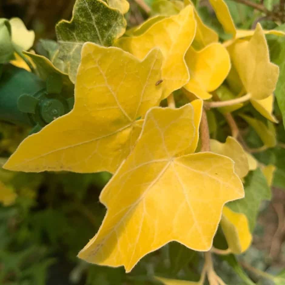 Hedera helix “Buttercup”