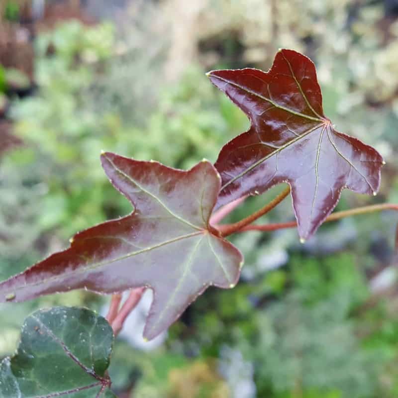 Hedera nepalensis, Himalayan Ivy