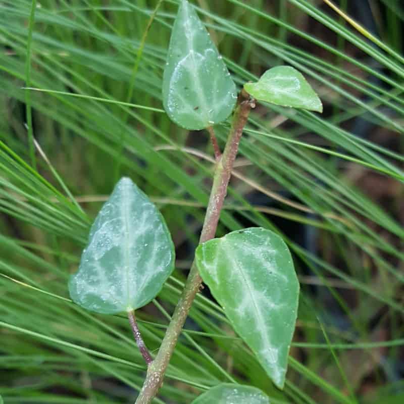 Hedera pastuchovii cypria, Cyprian Pastuchov Ivy