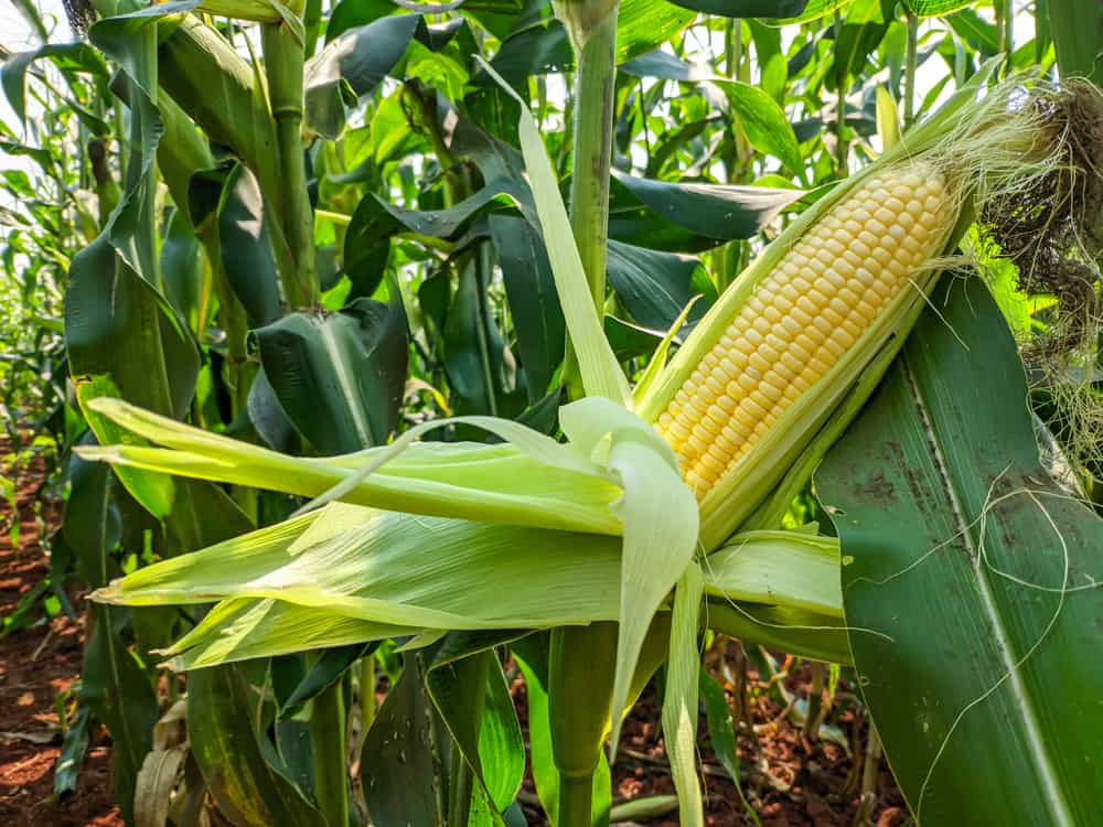 How To Harvest Sweet Corn?