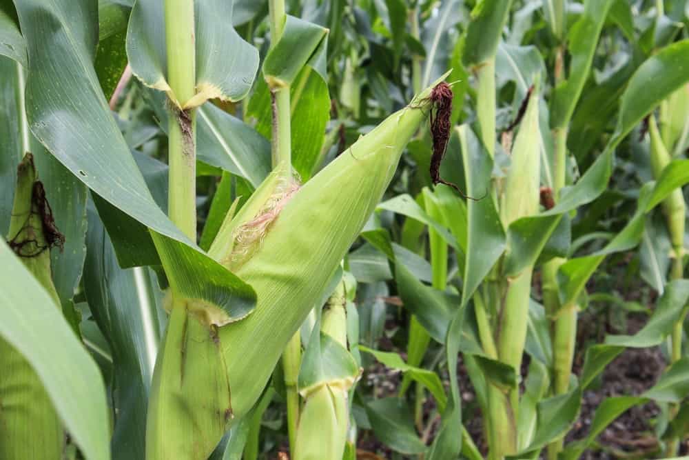 How to Plant Sweet Corn?