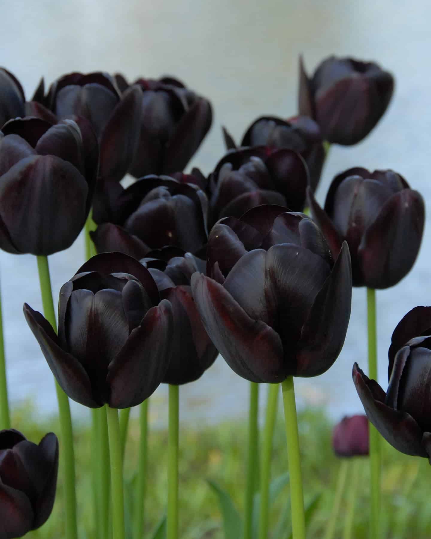 Tulip “Queen of Night”