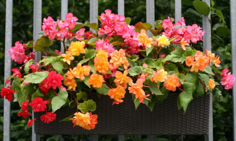 11 Most Beautiful Types of Begonia Plants (with Pictures)