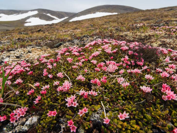 14 Most Beautiful Types of Plants in Tundra