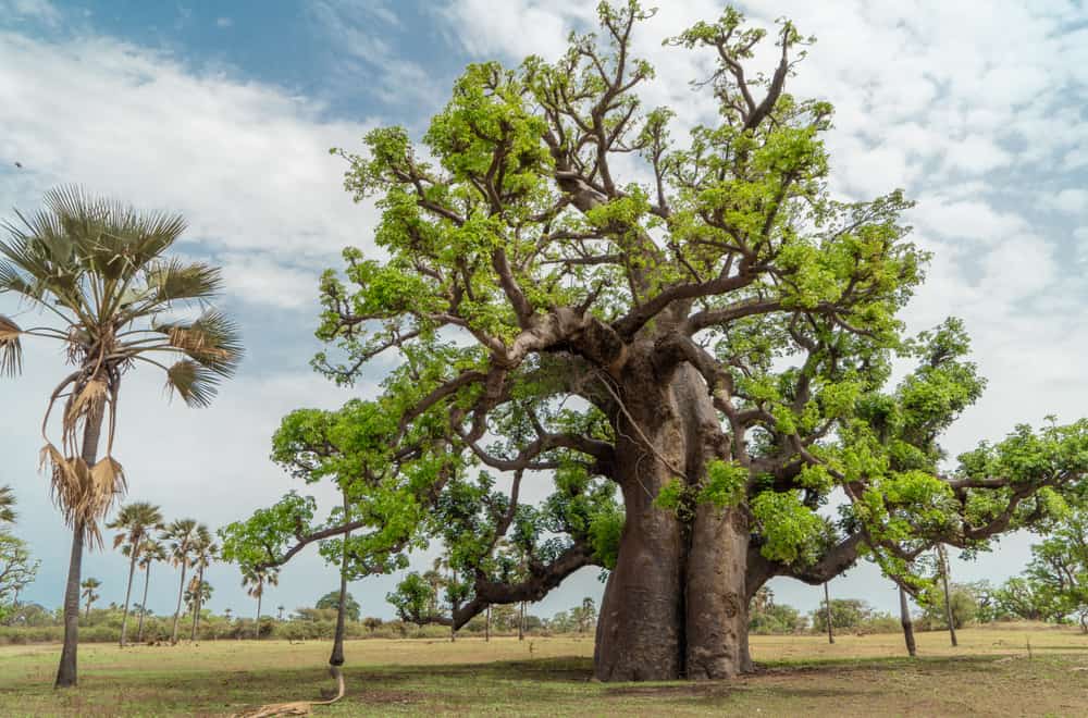 African Baobab, Adansonia digitata