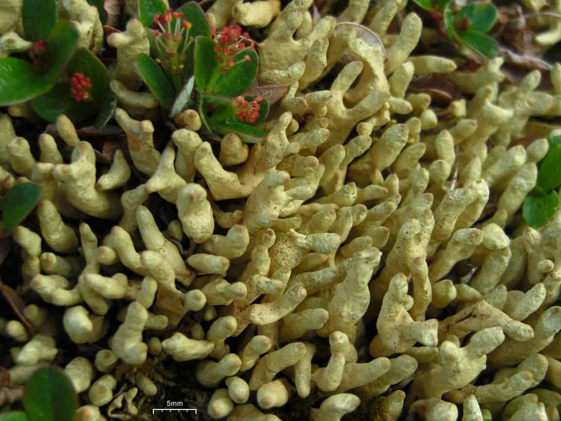 Arctic Finger Lichen, Dactylina arctica