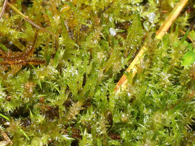 Arctic Moss, Calliergon giganteum