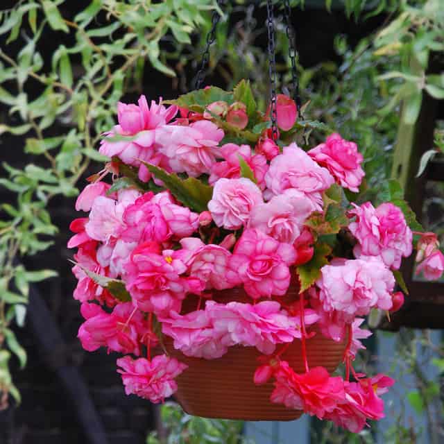Begonia “Splendida Alifra”