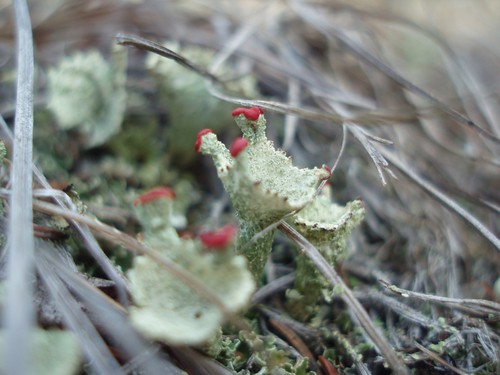 Boreal Pixie-Cup Lichen, Cladonia borealis